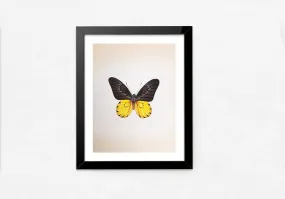 A Delicate Butterfly in Miniature Painting by Mohan Prajapati