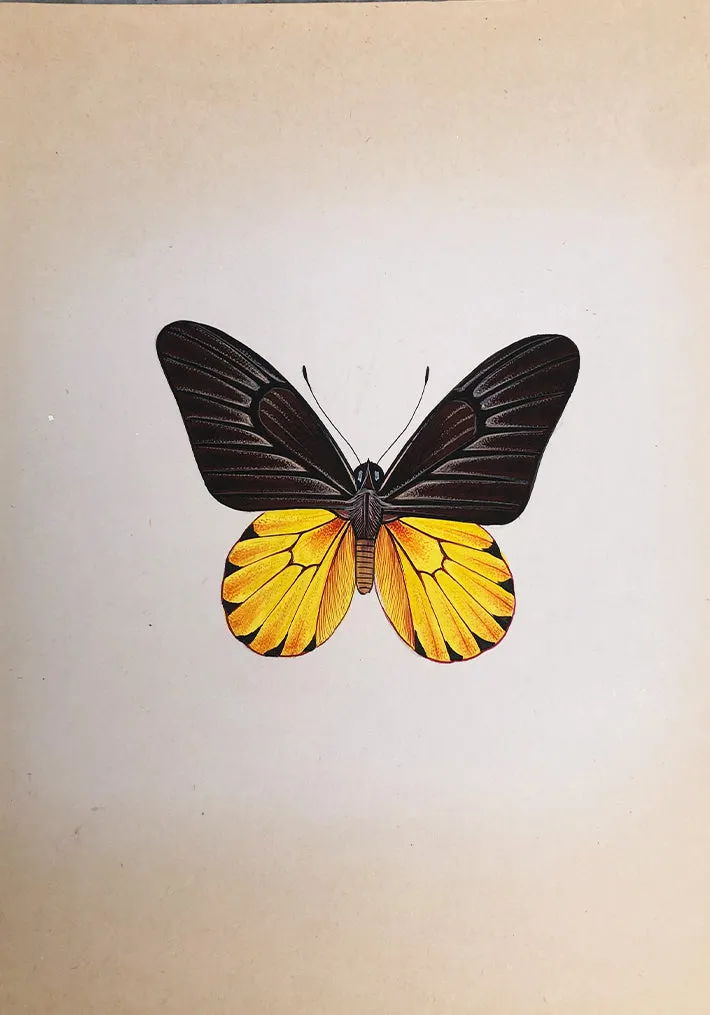 A Delicate Butterfly in Miniature Painting by Mohan Prajapati