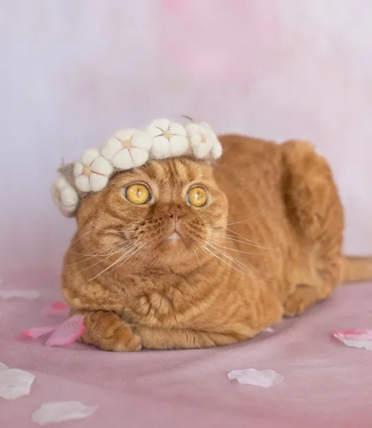 Cat-Hair Hats For Cats