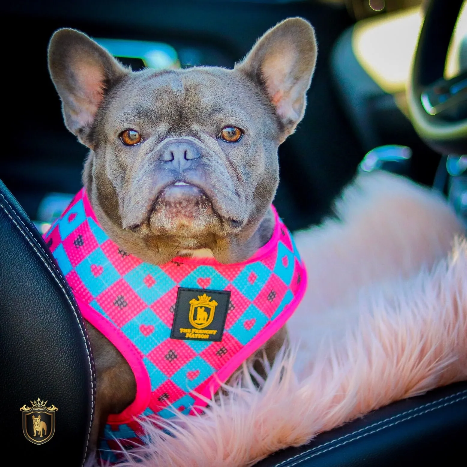 "Queen Of Hearts" Reversible Harness