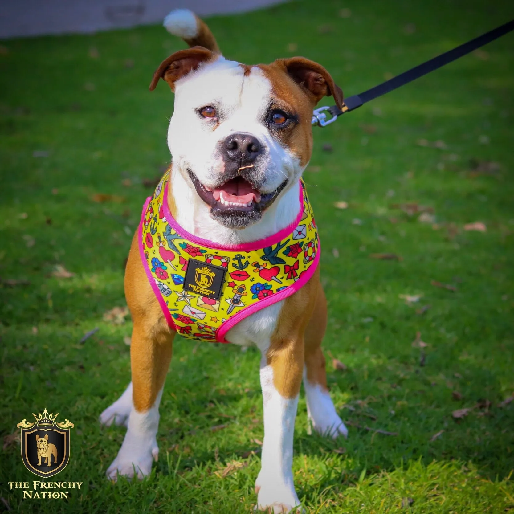 "Queen Of Hearts" Reversible Harness