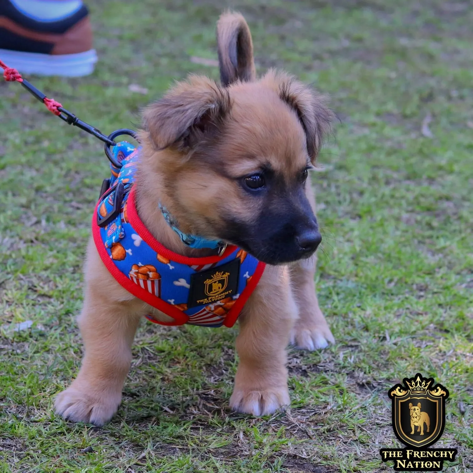 ✨New✨ “Finger licking good “ Puppy Adjustable Harness