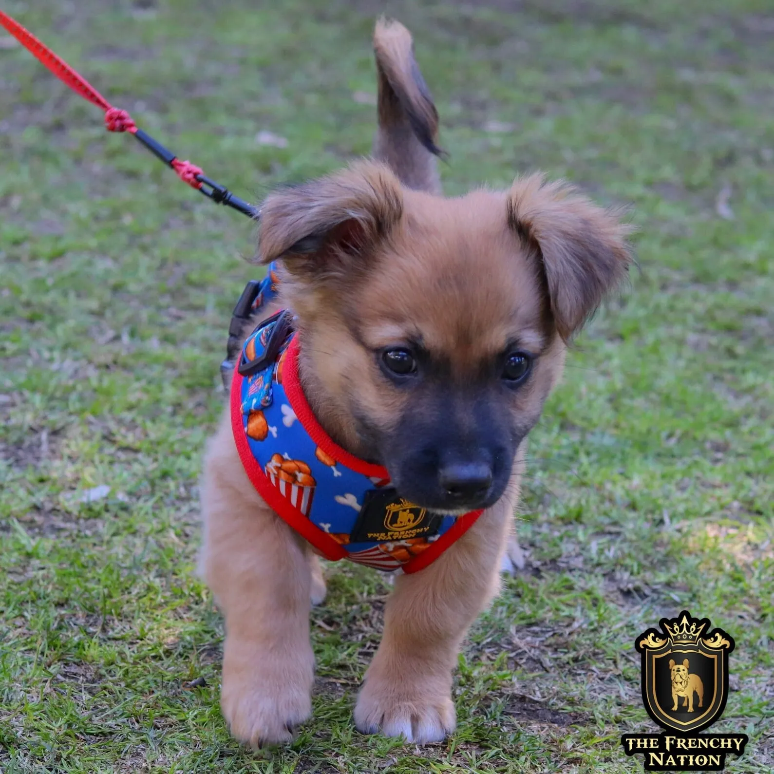 ✨New✨ “Finger licking good “ Puppy Adjustable Harness